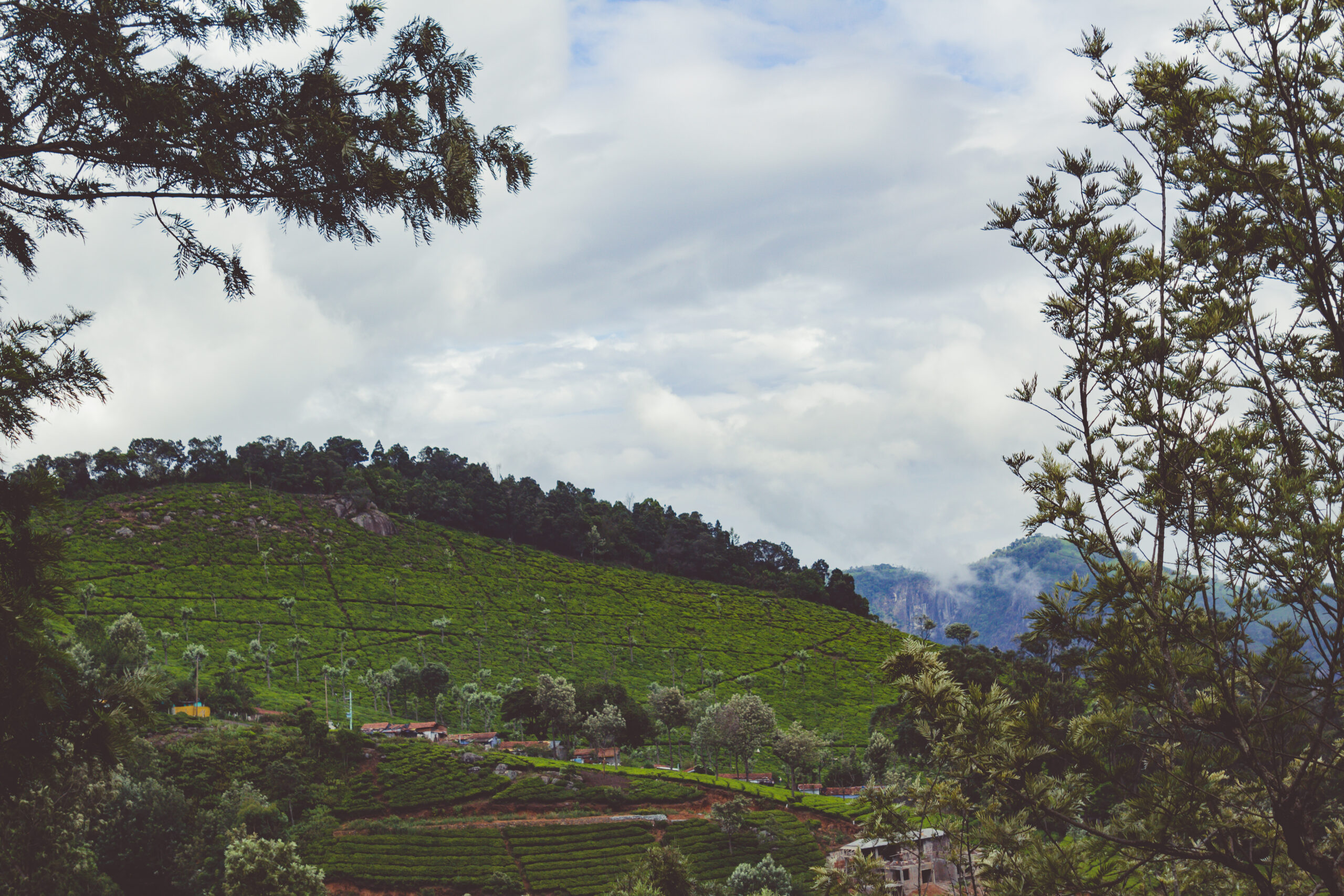 Tea gardens